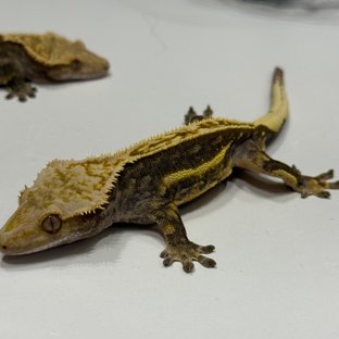 엠티백 쿼드 오닉스 블랙