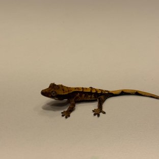 트라이 익스트림할리퀸