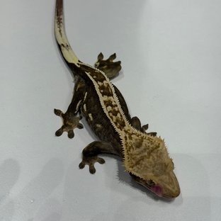 엠티백 다크