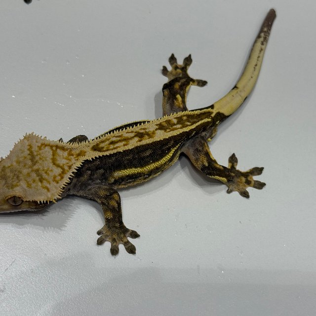 엠티백 쿼드 오닉스 블랙