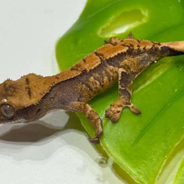 트라이 익스트림할리퀸