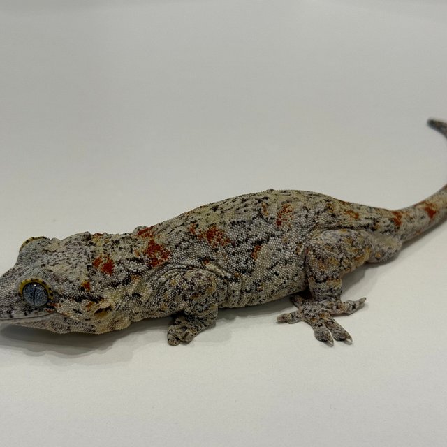 오렌지 블로치드