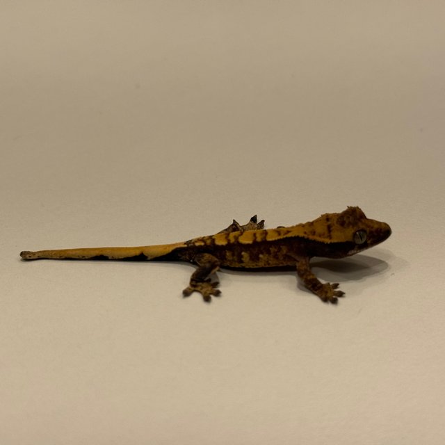 트라이 익스트림할리퀸