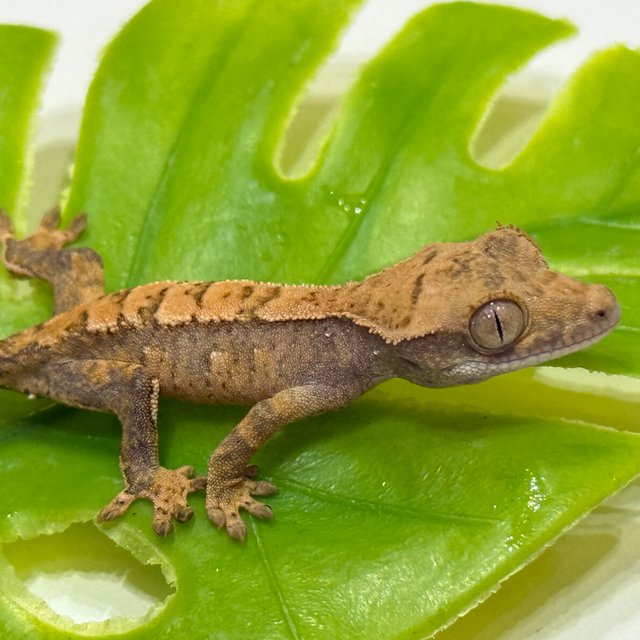 트라이 익스트림할리퀸