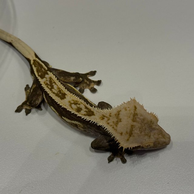 엠티백 블랙 오닉스 쿼드