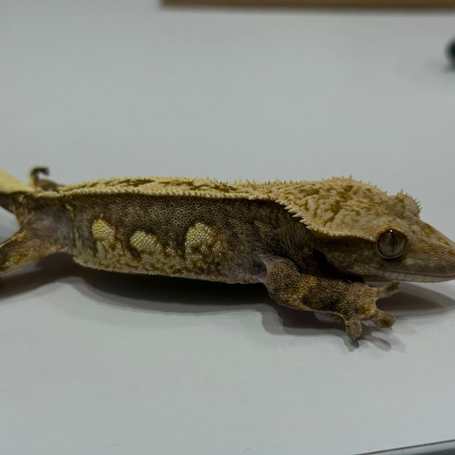 엠티백 블랙 오닉스