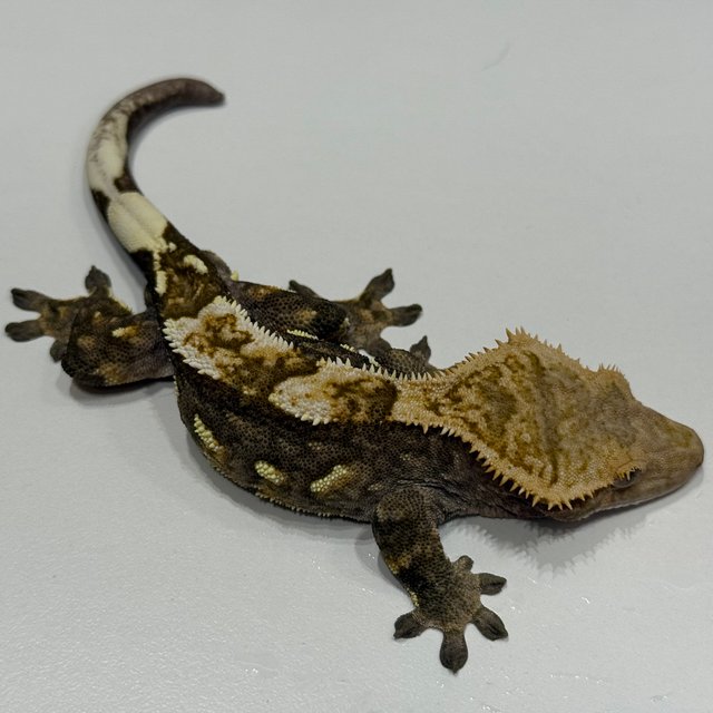 엠티백 슈퍼스트라이프 다크