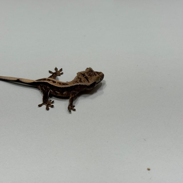 엠티백 풀핀 쿼드 다크