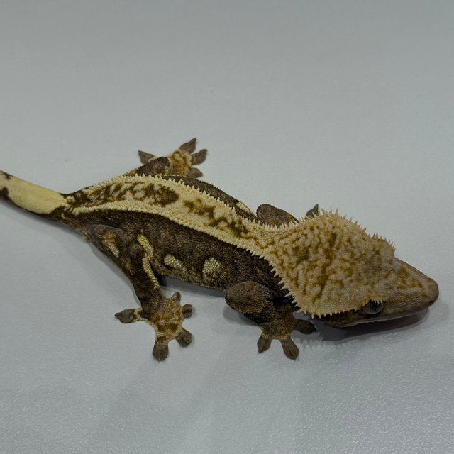 엠티백 블랙 오닉스