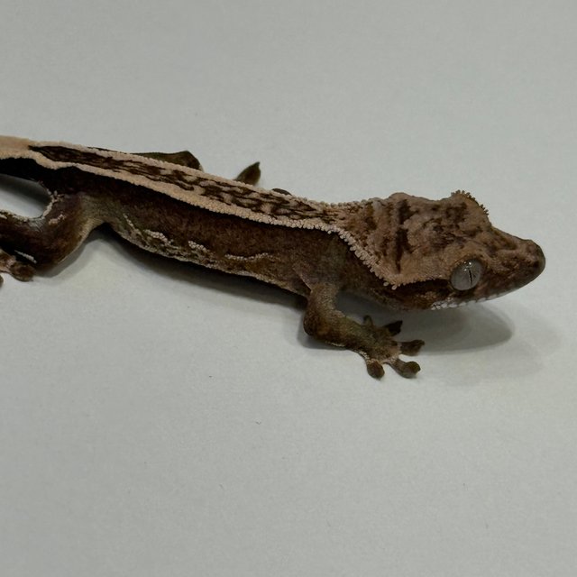 엠티백 풀핀 다크 오닉스 슈퍼스트라이프