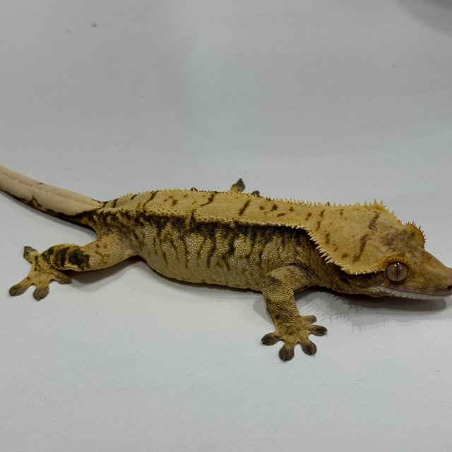 트라이 익스트림할리퀸 옐로우