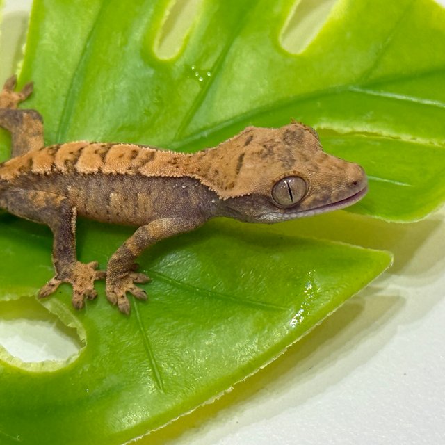 트라이 익스트림할리퀸