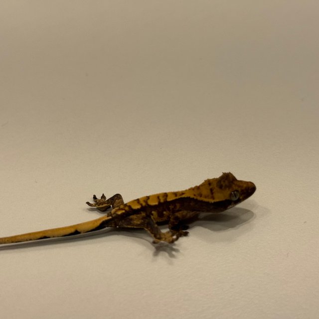 트라이 익스트림할리퀸