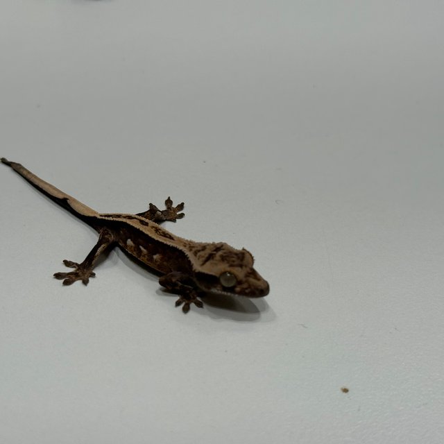 엠티백 풀핀 쿼드 다크