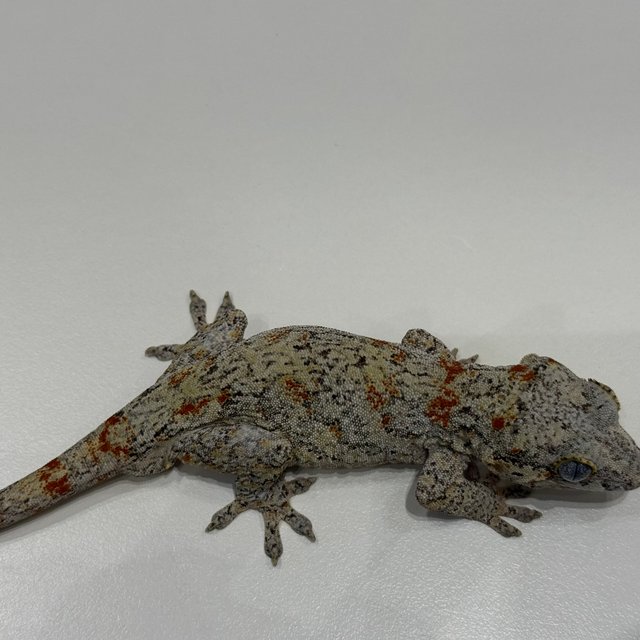 오렌지 블로치드