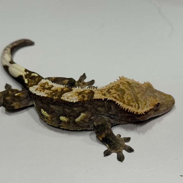 엠티백 슈퍼스트라이프 다크