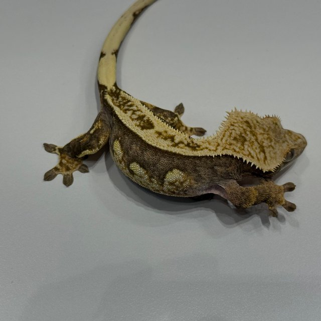 엠티백 블랙 오닉스