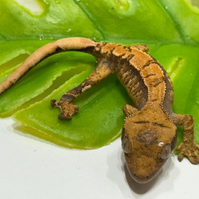 트라이 익스트림할리퀸