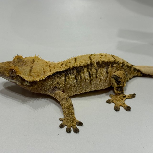 트라이 익스트림할리퀸 옐로우