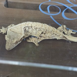 화이트스팟 화이트포트홀 노멀 트라이