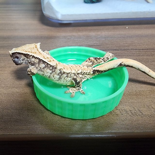 화이트스팟 화이트포트홀 노멀 트라이