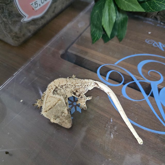 화이트스팟 화이트포트홀 노멀 트라이