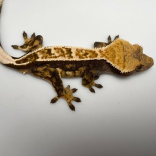 노멀 트라이 풀핀 블랙 다크