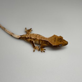 노멀 트라이 화이트스팟 할리퀸 화이트포트홀 텐저린