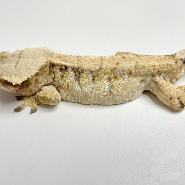 노멀 화이트스팟 화이트포트홀 화이트 드리피 트라이