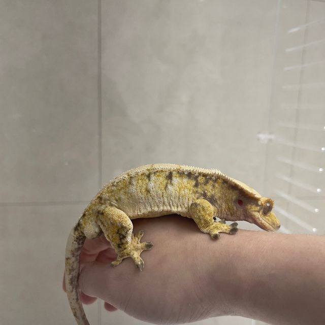 노멀 화이트스팟 화이트포트홀 화이트 드리피 트라이