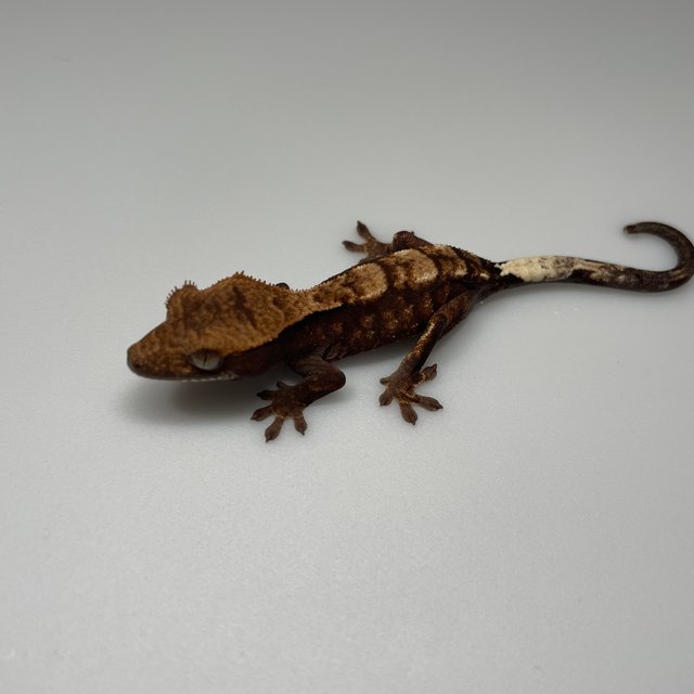 카푸치노 다크 블랙