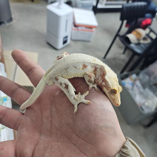 릴리화이트 레드 판다 풀핀