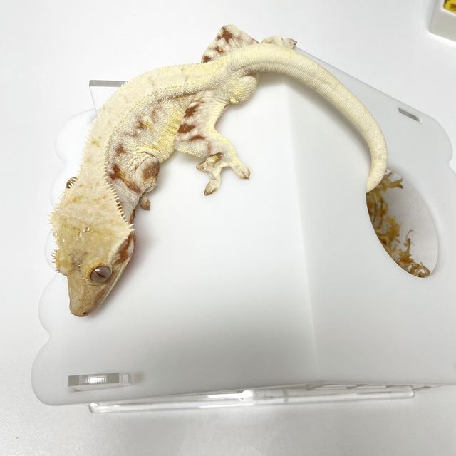 릴리화이트 레드 판다 풀핀