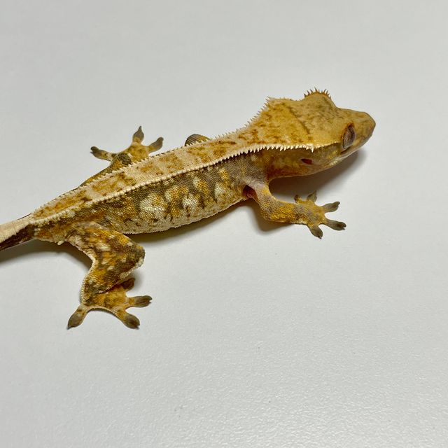 노멀 트라이 드리피 풀핀 핀스트라이프