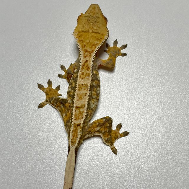 노멀 트라이 드리피 풀핀 핀스트라이프