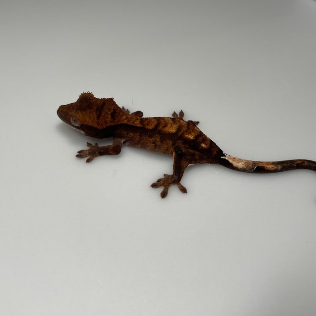 카푸치노 블랙 다크 레드