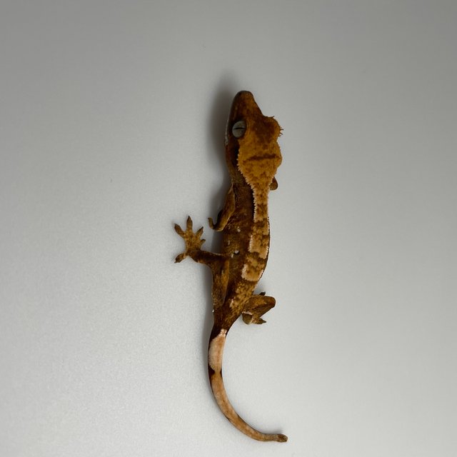 노멀 화이트포트홀 트라이