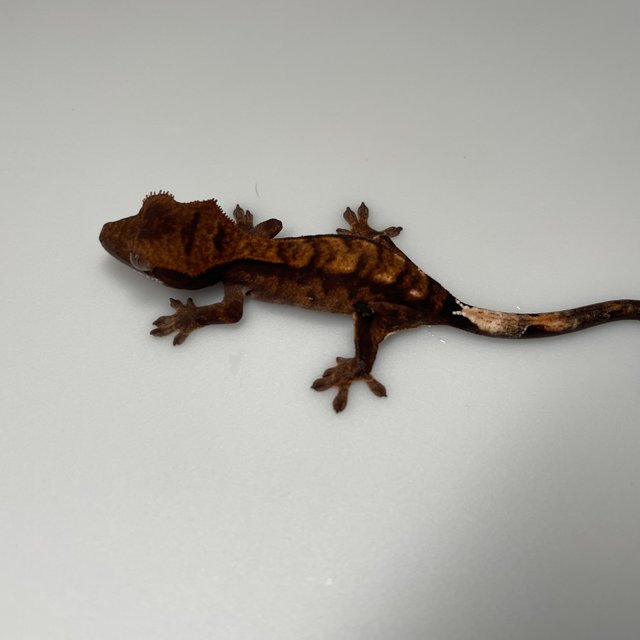 카푸치노 블랙 다크 레드