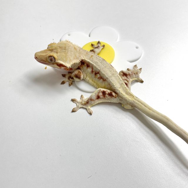 릴리화이트 레드 판다 풀핀