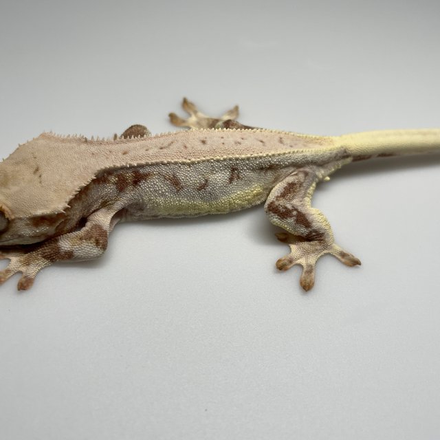 릴리화이트 레드 화이트