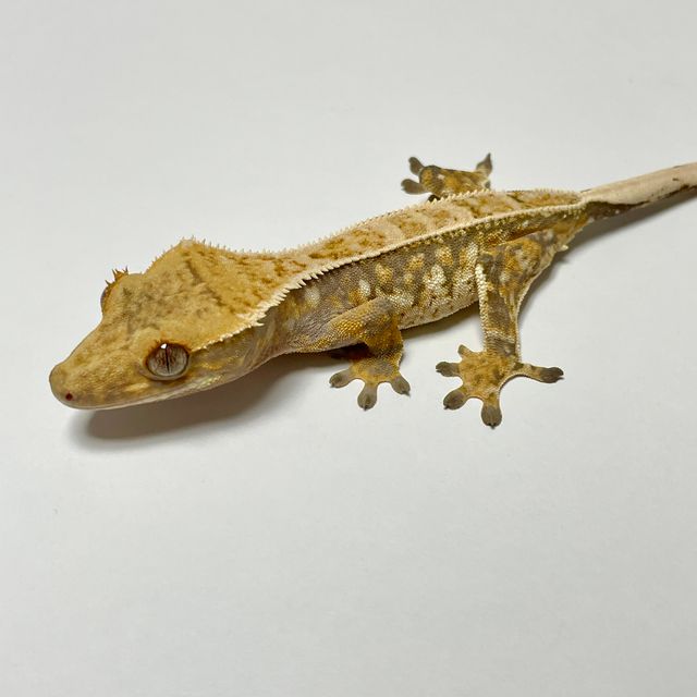 노멀 트라이 드리피 풀핀 핀스트라이프