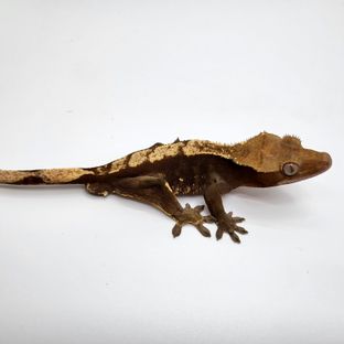 다크 플레임