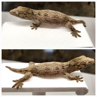 GT