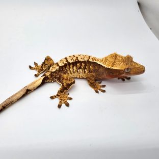 트라이