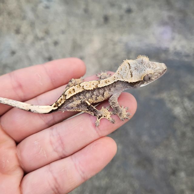 트라이