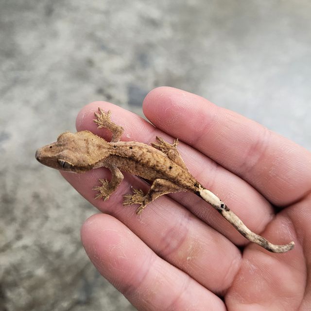 달마시안