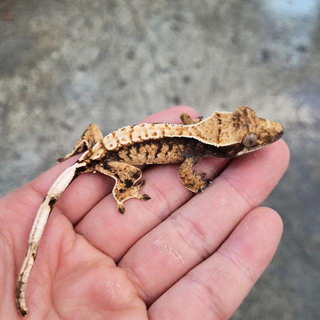 트라이