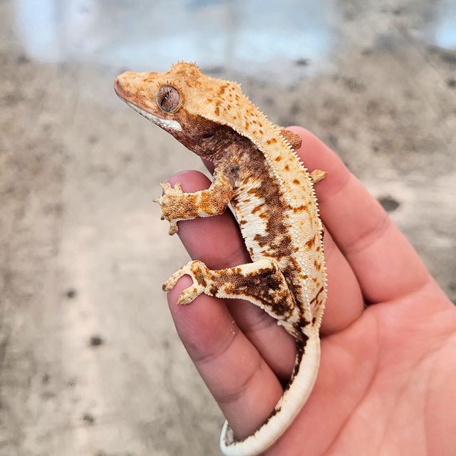 텐저린 레드 릴리화이트