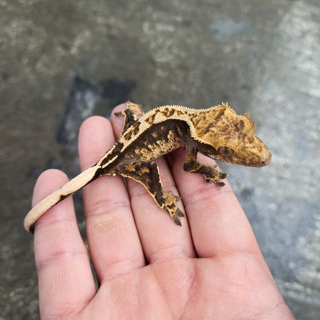 텐저린 트라이