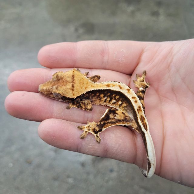 텐저린 트라이